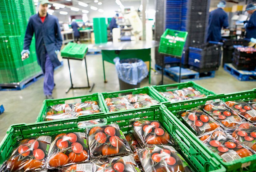 Un trabajador del almacén maneja cajas de plástico a cielo abierto con tomates.